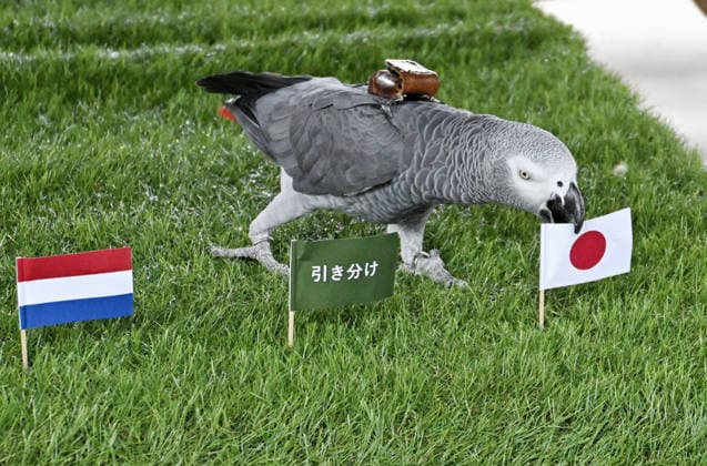 Fußball, FIFA WM 2026, Tierorakel Olivia zum Spiel Niederlande - Japan