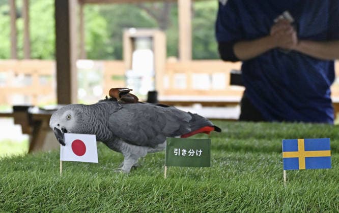 Fußball, FIFA WM 2026, Tierorakel Olivia zum Spiel Japan - Schweden