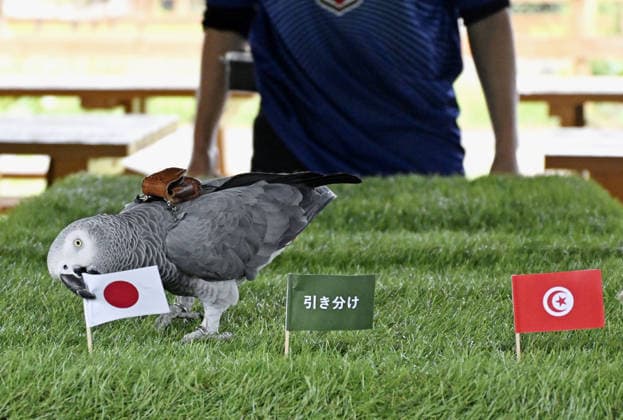 Fußball, FIFA WM 2026, Tierorakel Olivia zum Spiel Japan - Tunesien