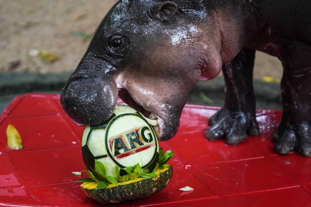 Fußball, FIFA WM 2026, WM Orakel Moo Deng tippt auf den Gewinner des Finales