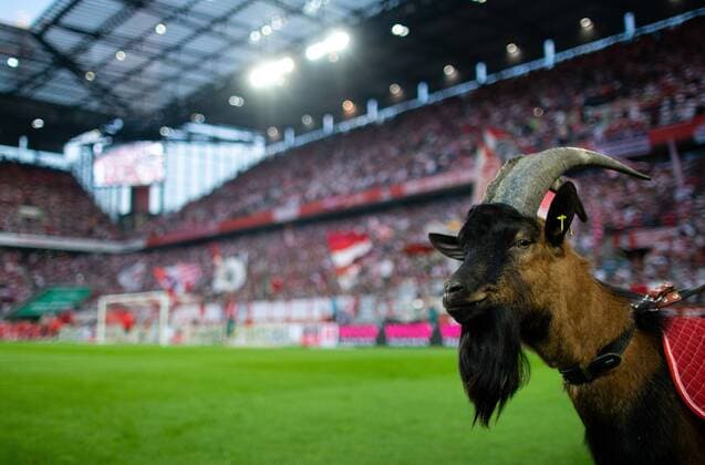 Fußball, 1. FC Köln, Geißbock Hennes darf bei Bundesliga-Neustart nicht mit ins Stadion