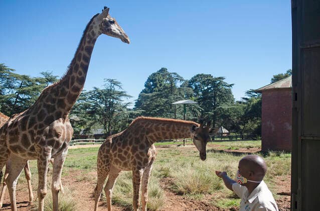 Coronavirus, Südafrika, Geschlossener Zoo in Johannesburg