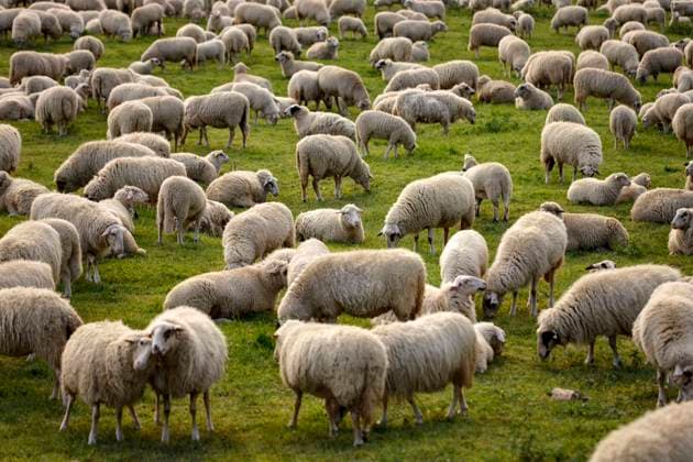 Coronavirus, Schafe, Schafsherde zur Veranschaulichung von Herdenimmunität