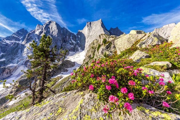 Kalendermotive: Rhododendren