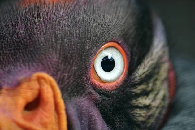 IMAGO Nature: Unsere Erde, Tiere, Hässliche Tiere