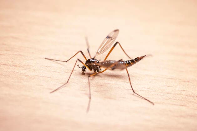 Natur, Tiere, Insekten, Mücken