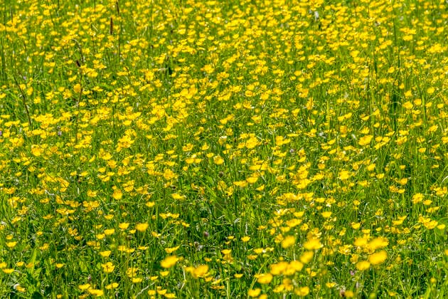Die Sumpfdotterblumenwiese ist Pflanzengesellschaft des Jahres 2024
