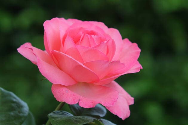 Kalendermotive: Rosenblüten