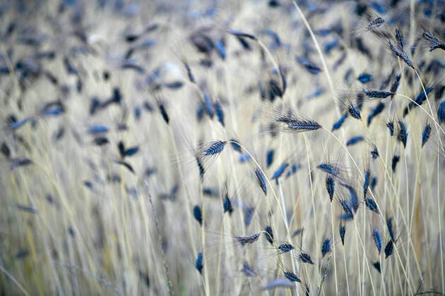 IMAGO Nature: Unsere Erde, Pflanzen, Bedrohte Planzenarten in Deutschland
