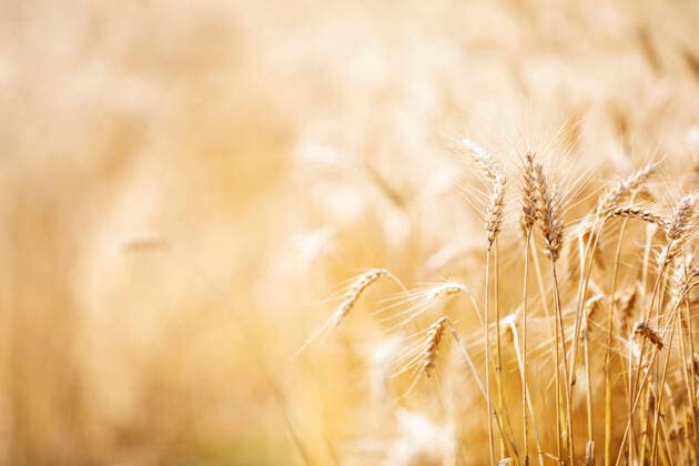 IMAGO Nature: Unsere Erde, Umweltprobleme, Ernährung, Pflanzen der Zukunft, Hafer