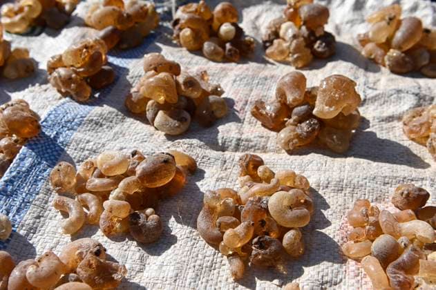 Naturharz Gummi Arabicum, Symbolbilder