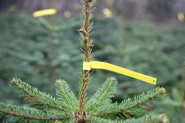 BUND: Zwei Drittel der Weihnachtsbäume mit Pestiziden belastet, Archivbilder