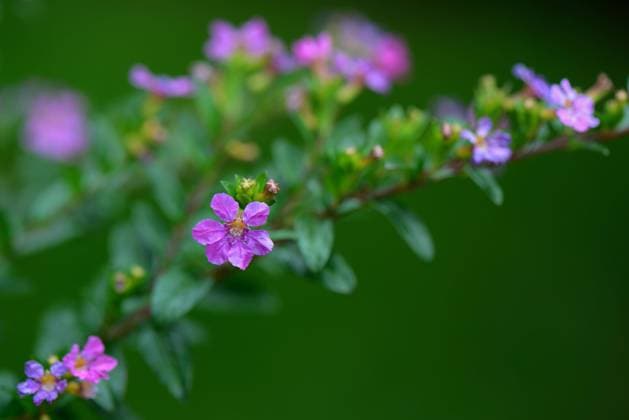 Natur, Pflanzen, Japanische Scheinmyrthe