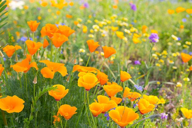 Natur, Pflanzen, Goldmohn