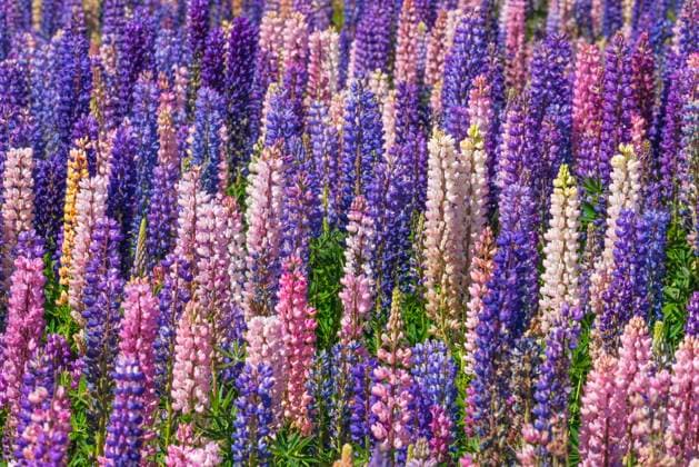 Natur, Pflanzen, Lupinen