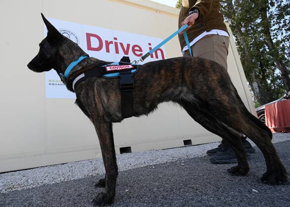 Coronavirus in Italien, Training für Corona-Spürhunde in Rom