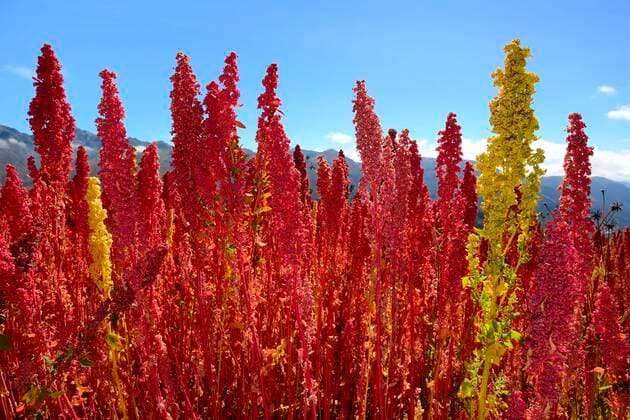 IMAGO Nature: Unsere Erde, Umweltprobleme, Ernährung, Pflanzen der Zukunft, Quinoa