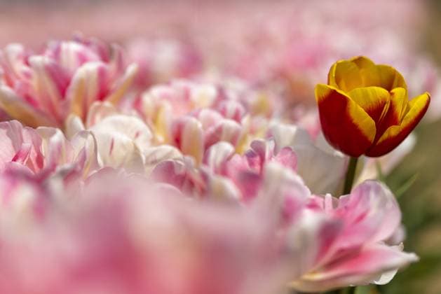 Natur, Pflanzen, Tulpen