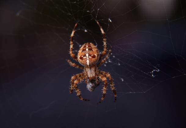 Spinnentiere, Spinne, Kreuzspinne Araneus