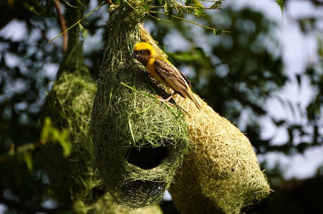 Kalendermotive: Vogelnester