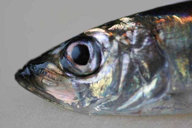 Der Hering ist der Fisch des Jahres 2022