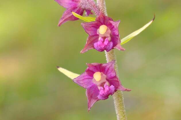 Die Braunrote Stendelwurz ist Orchidee des Jahres 2022