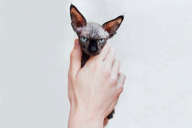Kalendermotive: Katzen