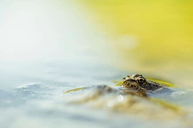 Der Kleine Wasserfrosch ist Lurch des Jahres 2023