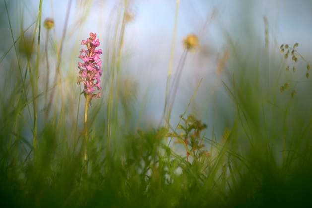 Die Mücken-Händelwurz ist Orchidee des Jahres 2024
