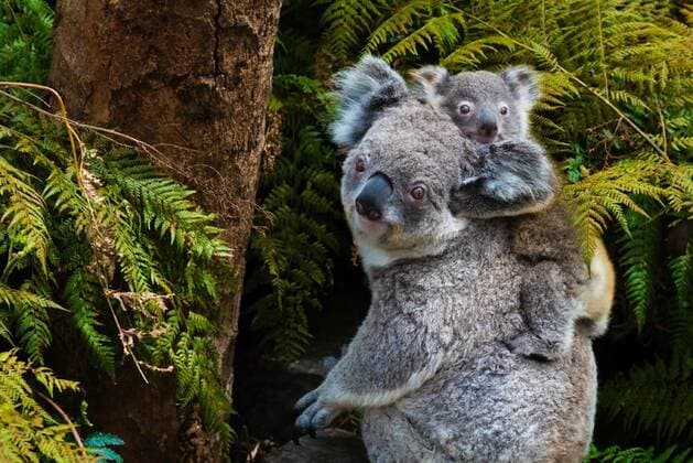 Kalendermotive: Australien