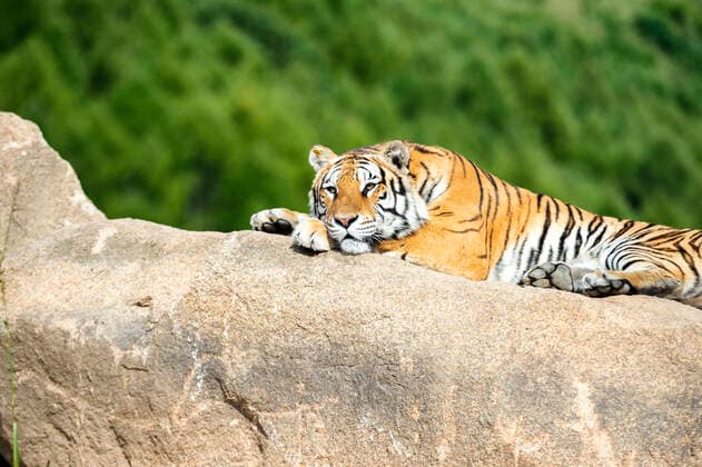 2022 ist das chinesische Jahr des Tigers
