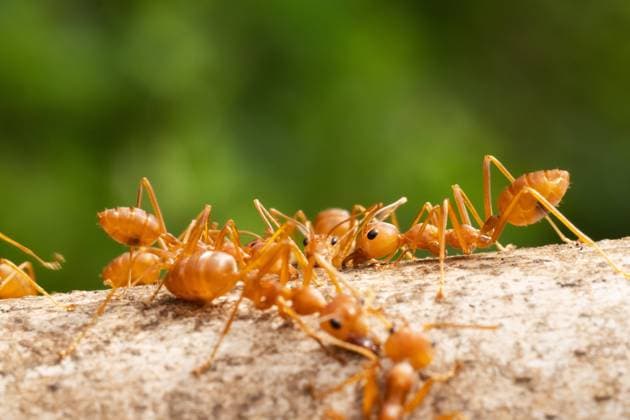 Invasive Rote Feuerameise erstmals in Europa nachgewiesen - Archivbilder