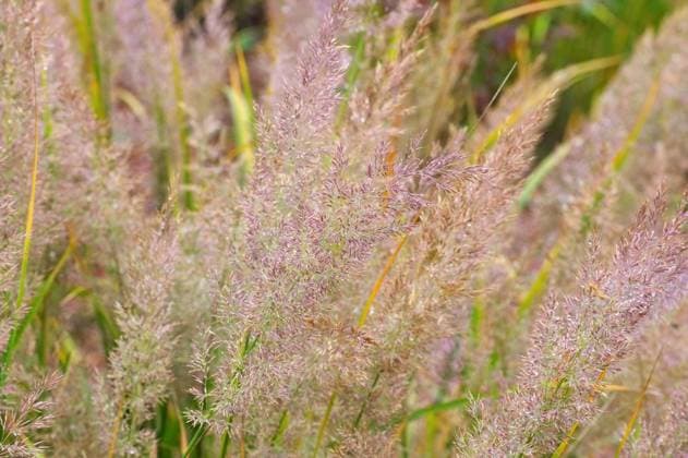 Natur, Pflanzen, Diamantgras