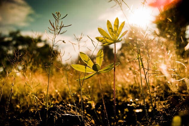IMAGO Nature: Unsere Erde, Umweltprobleme, Ernährung, Pflanzen der Zukunft, Lupinen