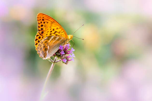 Der Kaisermantel ist der Schmetterling des Jahres 2022
