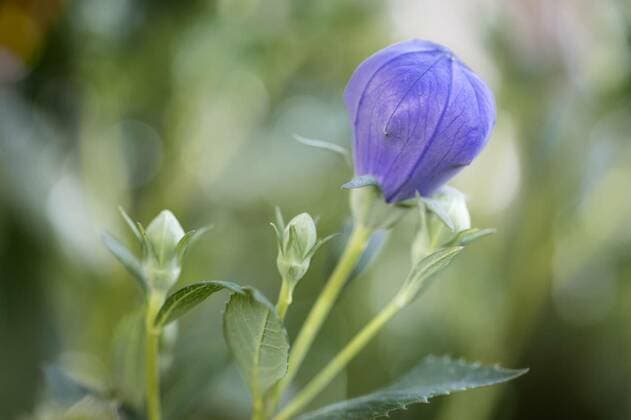 Natur, Pflanzen, Ballonblume