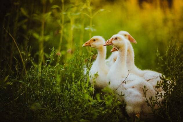 IMAGO Creative, Biodynamische Landwirtschaft