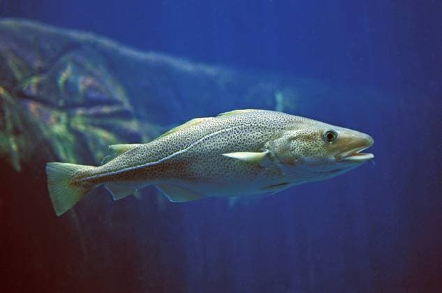 Der Dorsch ist Fisch des Jahres 2024