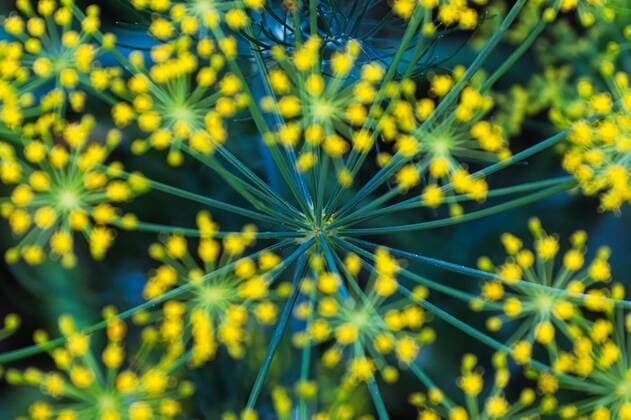 Natur, Pflanzen, Dill