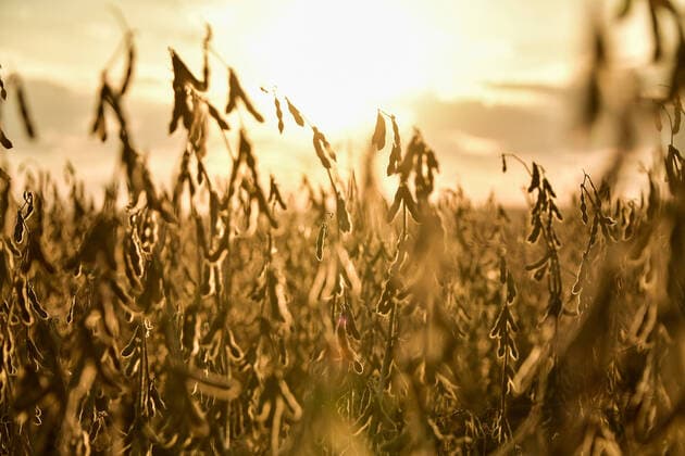 IMAGO Nature: Unsere Erde, Umweltprobleme, Ernährung, Pflanzen der Zukunft, Soja