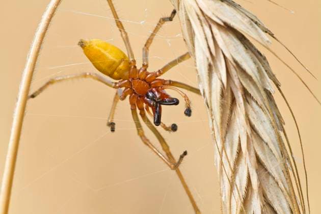 Der Ammendornfinger ist Spinne des Jahres 2023