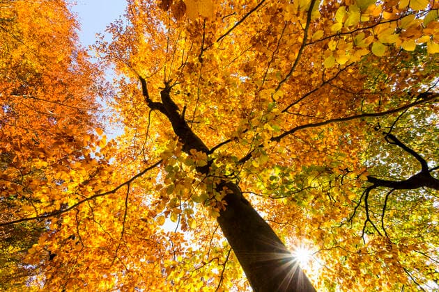 Die Rotbuche ist Baum des Jahres 2022