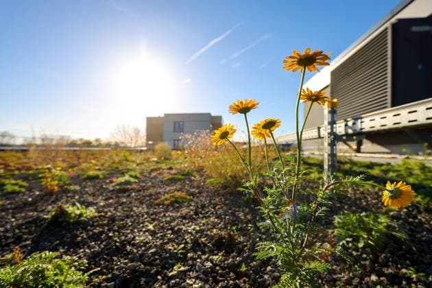 IMAGO Creative, Anbauform der Zukunft, rooftop gardening