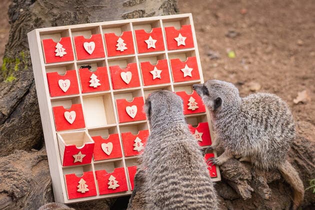 Großbritannien, Erdmännchen im ZSL London Zoo bekommen einen Adventskalender