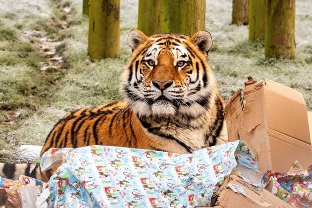 IMAGO Creative, Weihnachten, Tierisches Vergnügen