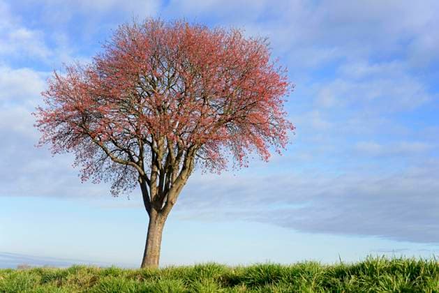 Die Mehlbeere ist Baum des Jahres 2024