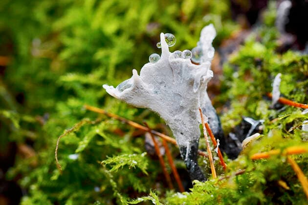 IMAGO Nature: Unsere Erde, Pflanzen, Hässliche Pflanzen