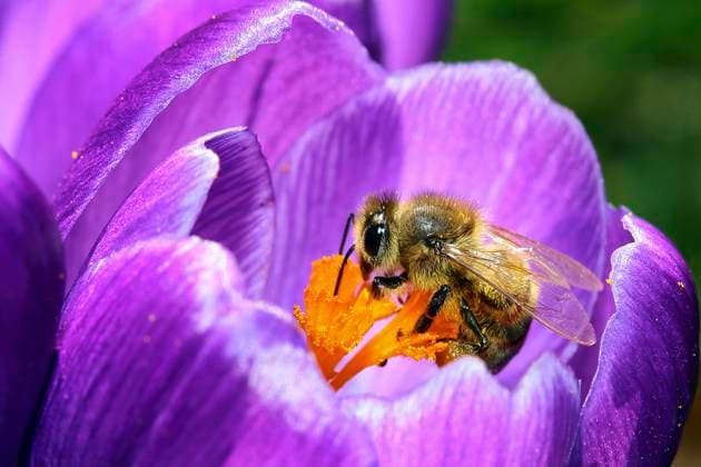 IMAGO Creative, Frühling, Blüten für Bienen und Hummeln