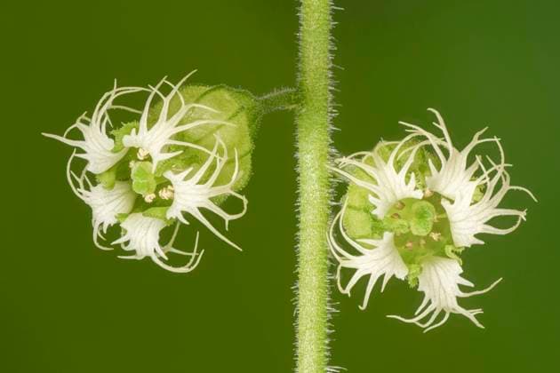 Natur, Pflanzen, Falsche Alraunwurzel
