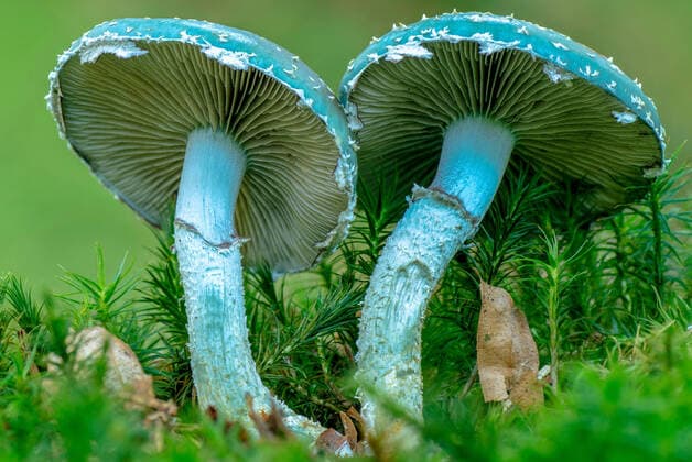 Kalendermotive: Pilze